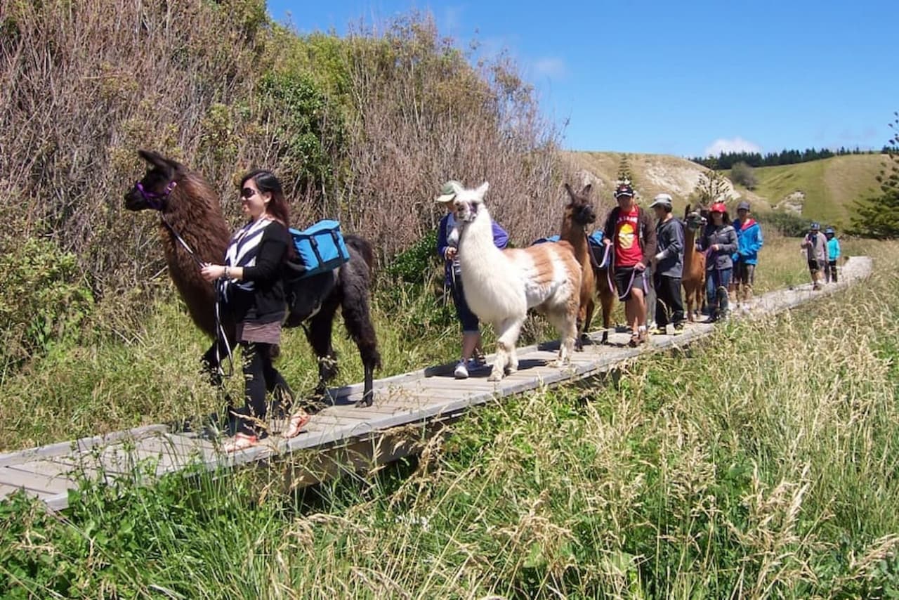 Half-Day Coastal Llama Trek from Kaikoura - image 3