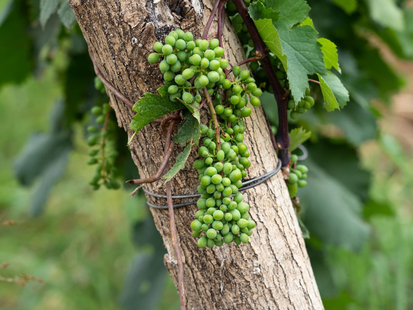 Adjara Wine & Mountain Villages Tasting Day - image 2