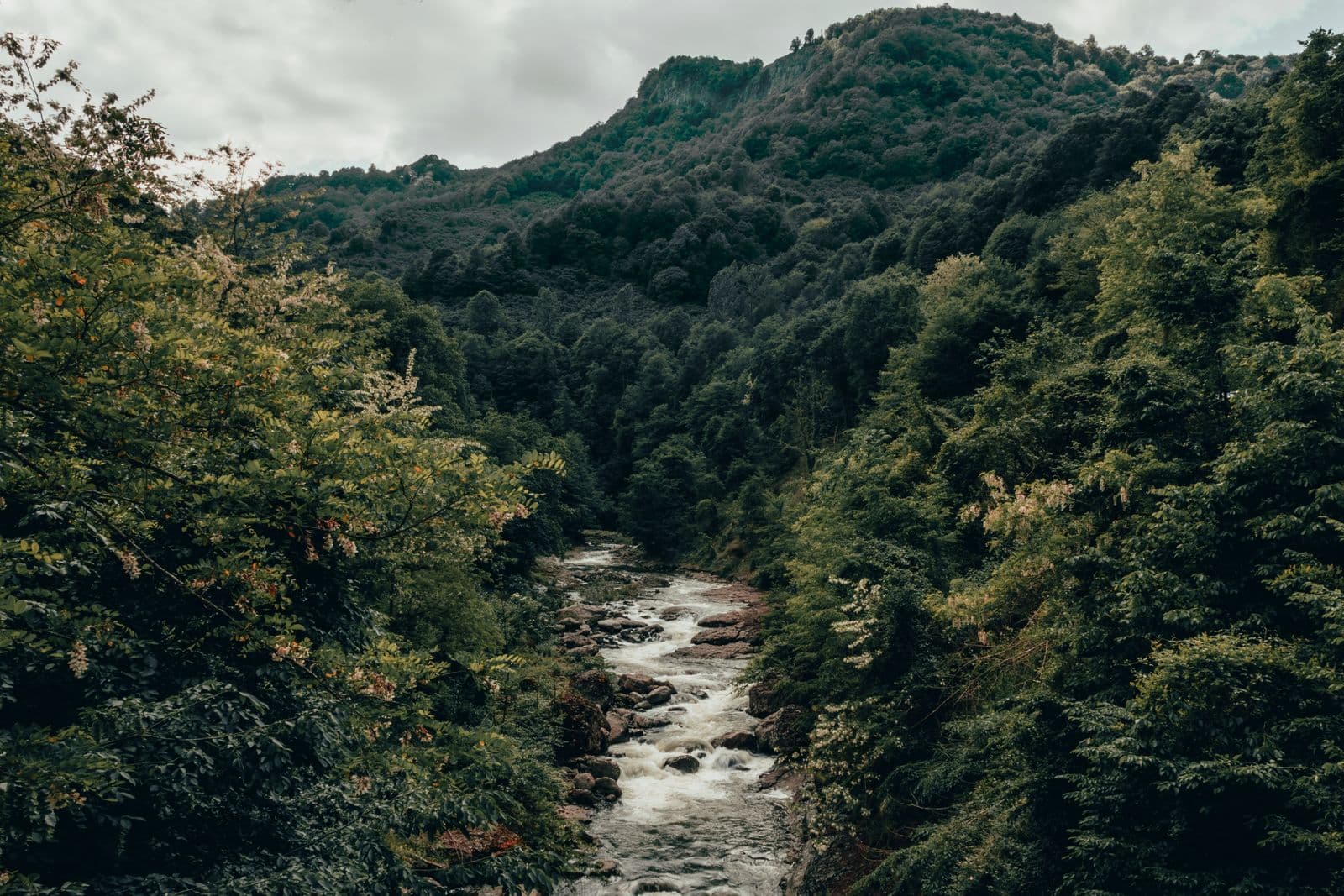 Borjomi Park & Bakuriani Mountain Resort - image 3