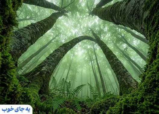 4-Day Ramsar Jungle Camping Tour from Tehran - image 2
